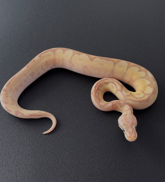 Banana Spider Specter OD + 50% het Hypo 100% het Clown hembra