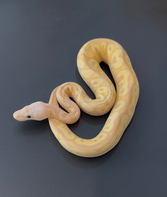 Banana Specter Mojave Pastel OD Clown hembra