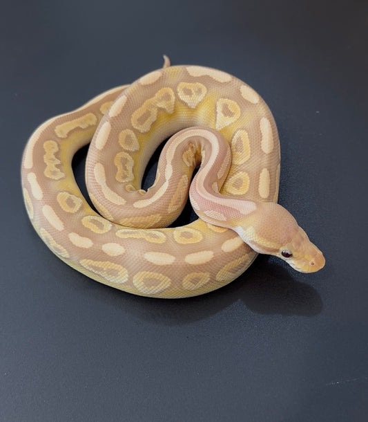 Cinnamon Mahogany YB Pastel poss BH Ultramel het Clown hembra