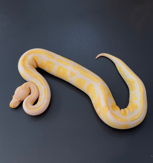 Candy/Candino Mahogany het Pied hembra