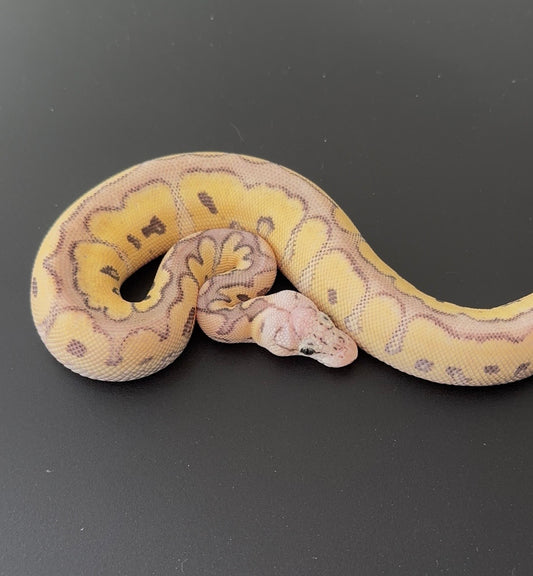 Desert Ghost Clown Pastel Vanilla YB macho