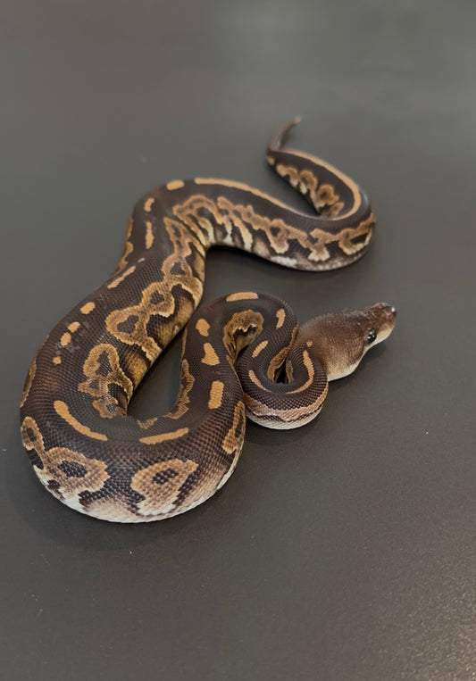 BH Mahogany RG Cinnamon 66% het Ultramel Pied hembra