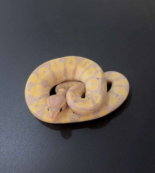 Banana OD het Pied macho