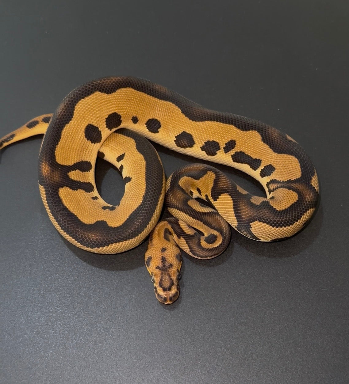 Leopard OD Clown het Pied macho