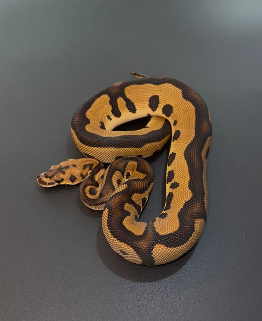 Leopard OD Clown het Pied macho