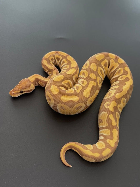 Mojave/Mystic YB Ultramel het Clown hembra