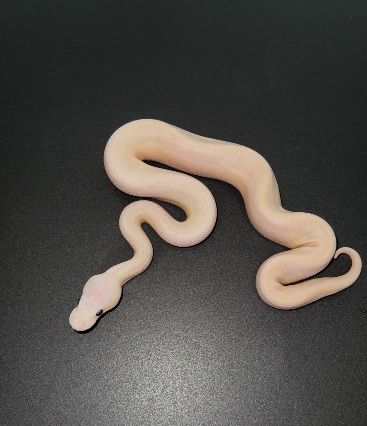 Leucistico (Mojave Bamboo) poss Banana macho