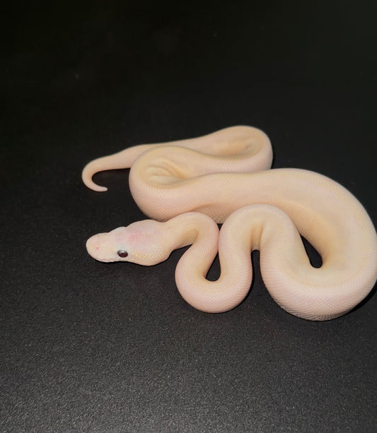 Leucistico (Mojave Bamboo) poss Banana macho