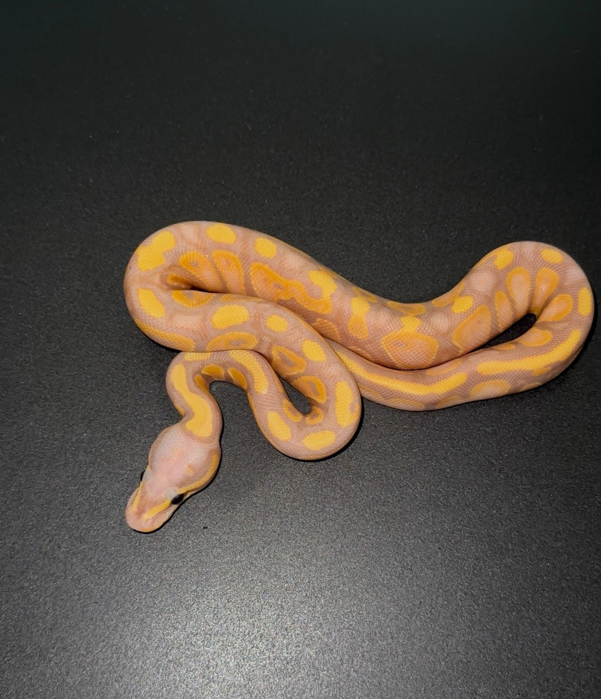 Banana OD YB poss Calico macho