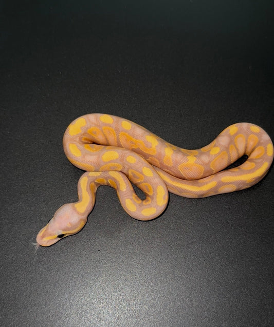 Banana OD YB poss Calico macho