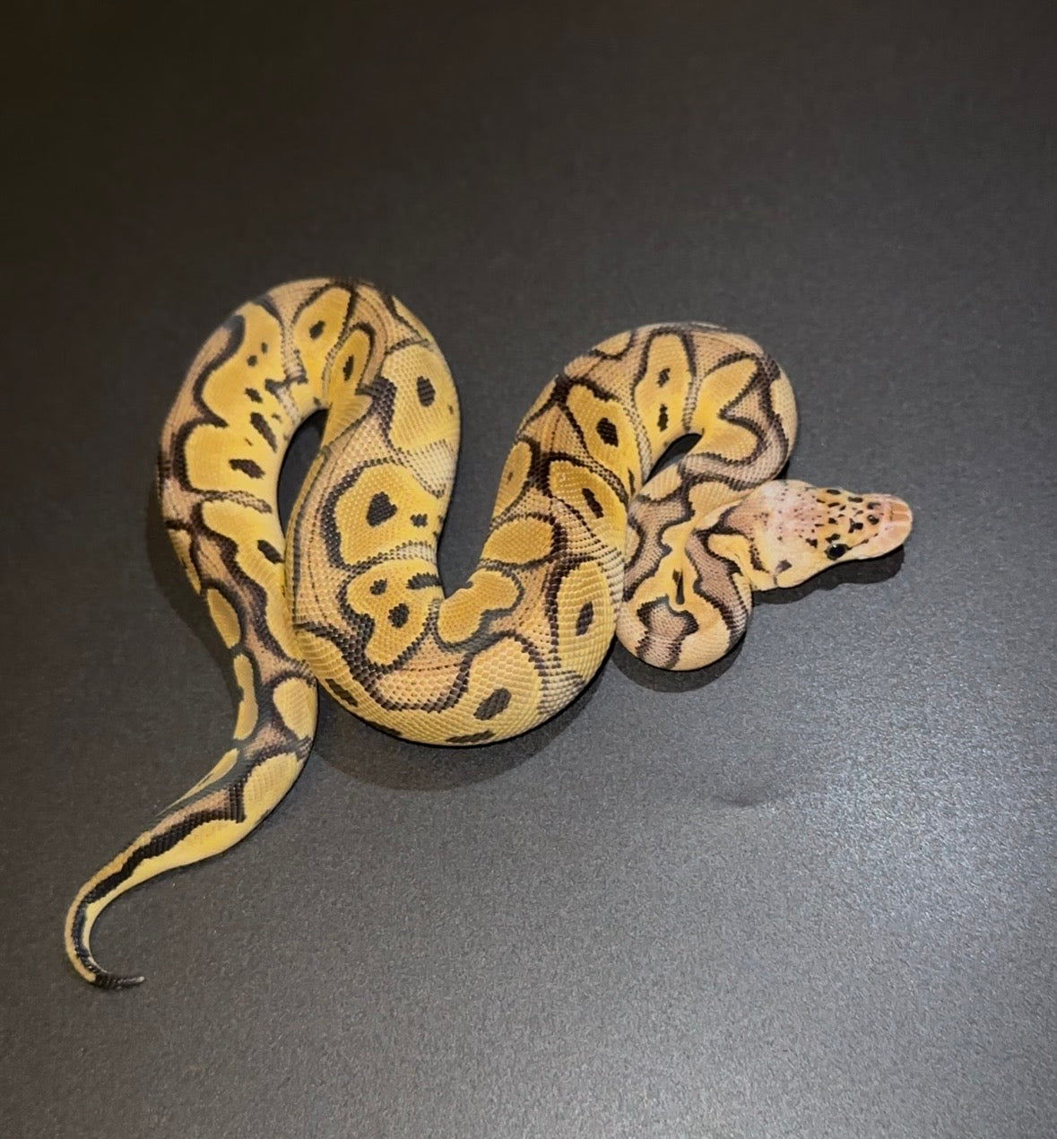 Clown Pastel Leopard het Desert Ghost hembra