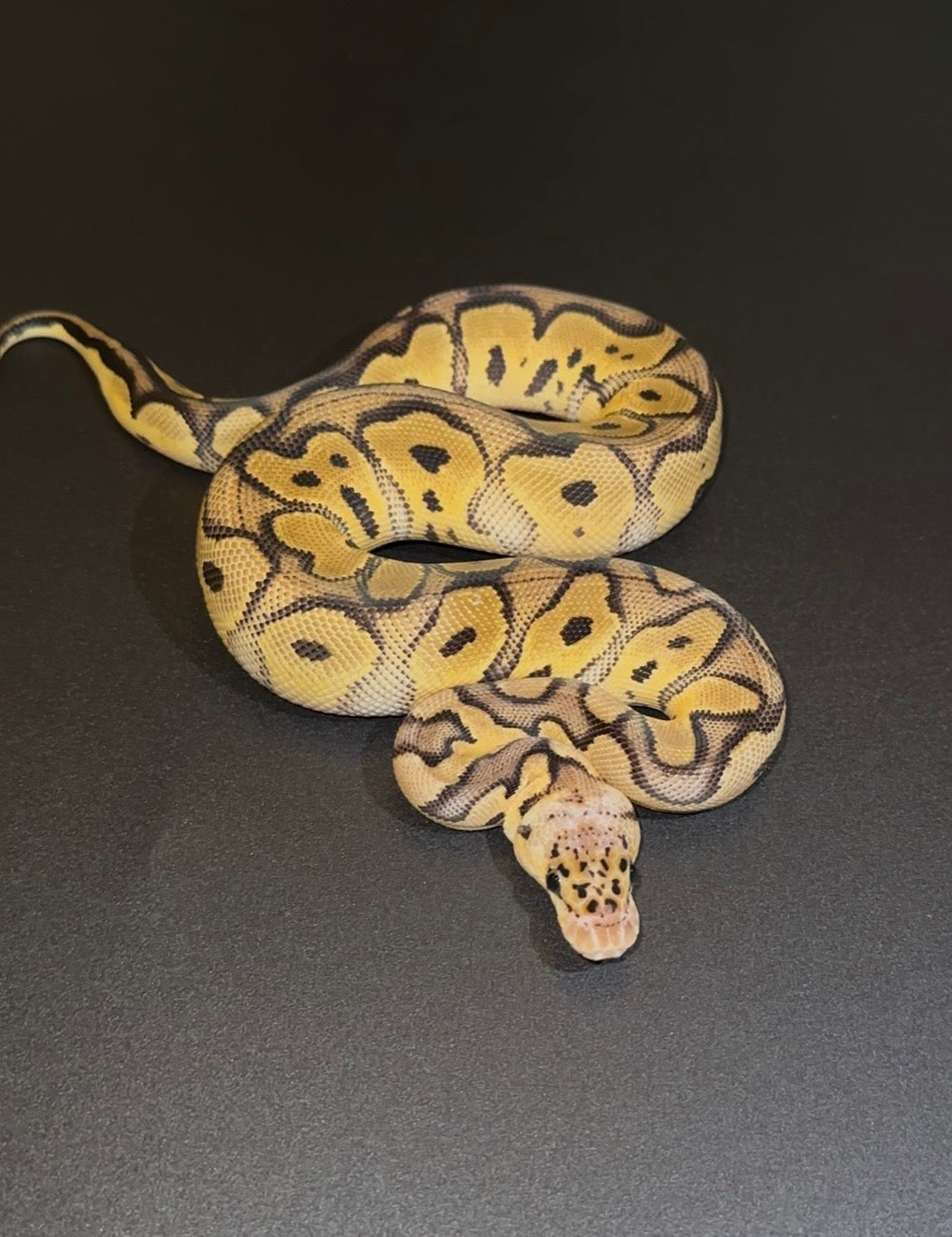 Clown Pastel Leopard het Desert Ghost hembra