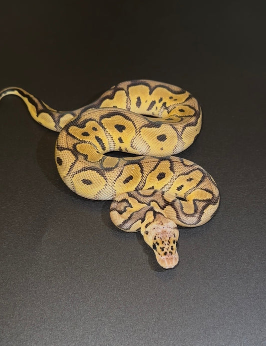Clown Pastel Leopard het Desert Ghost hembra