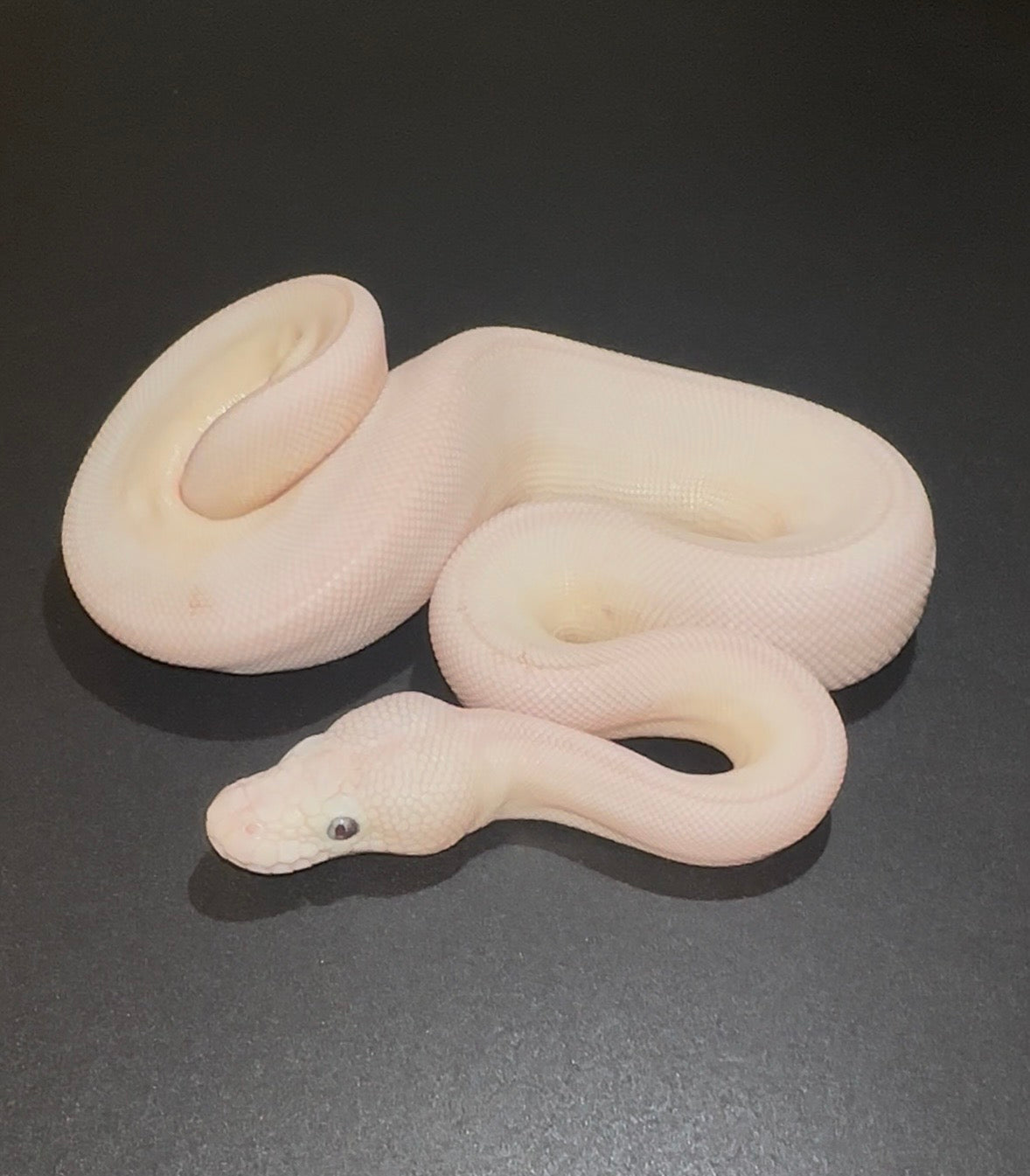 Leucistica (Mojave Lesser) 50% het Puzzle hembra
