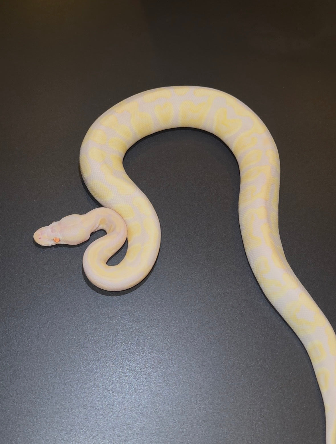 GHI Banana Lavender Albino hembra