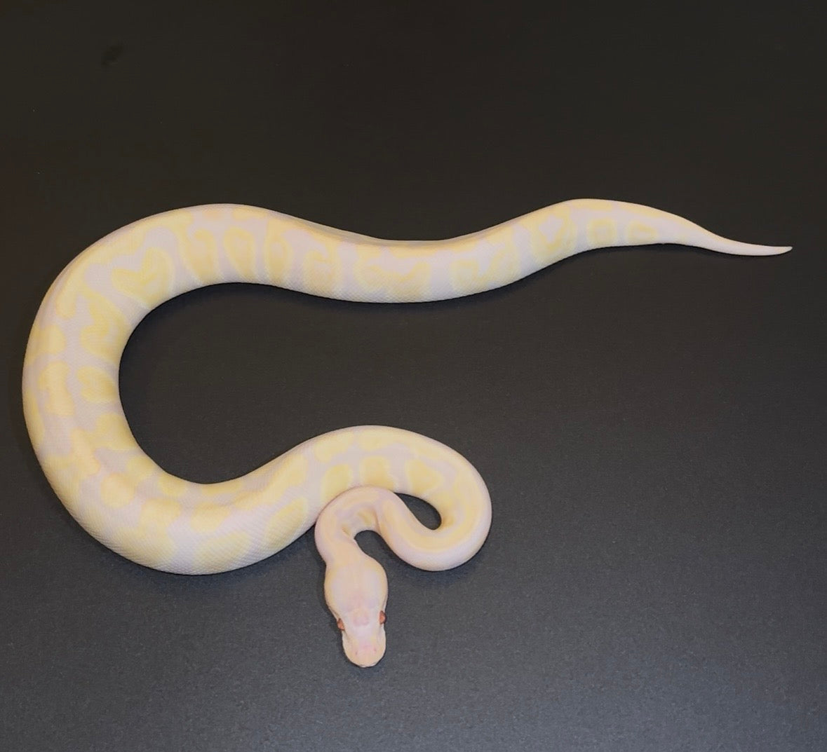 GHI Banana Lavender Albino hembra