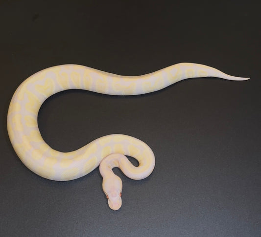 GHI Banana Lavender Albino hembra