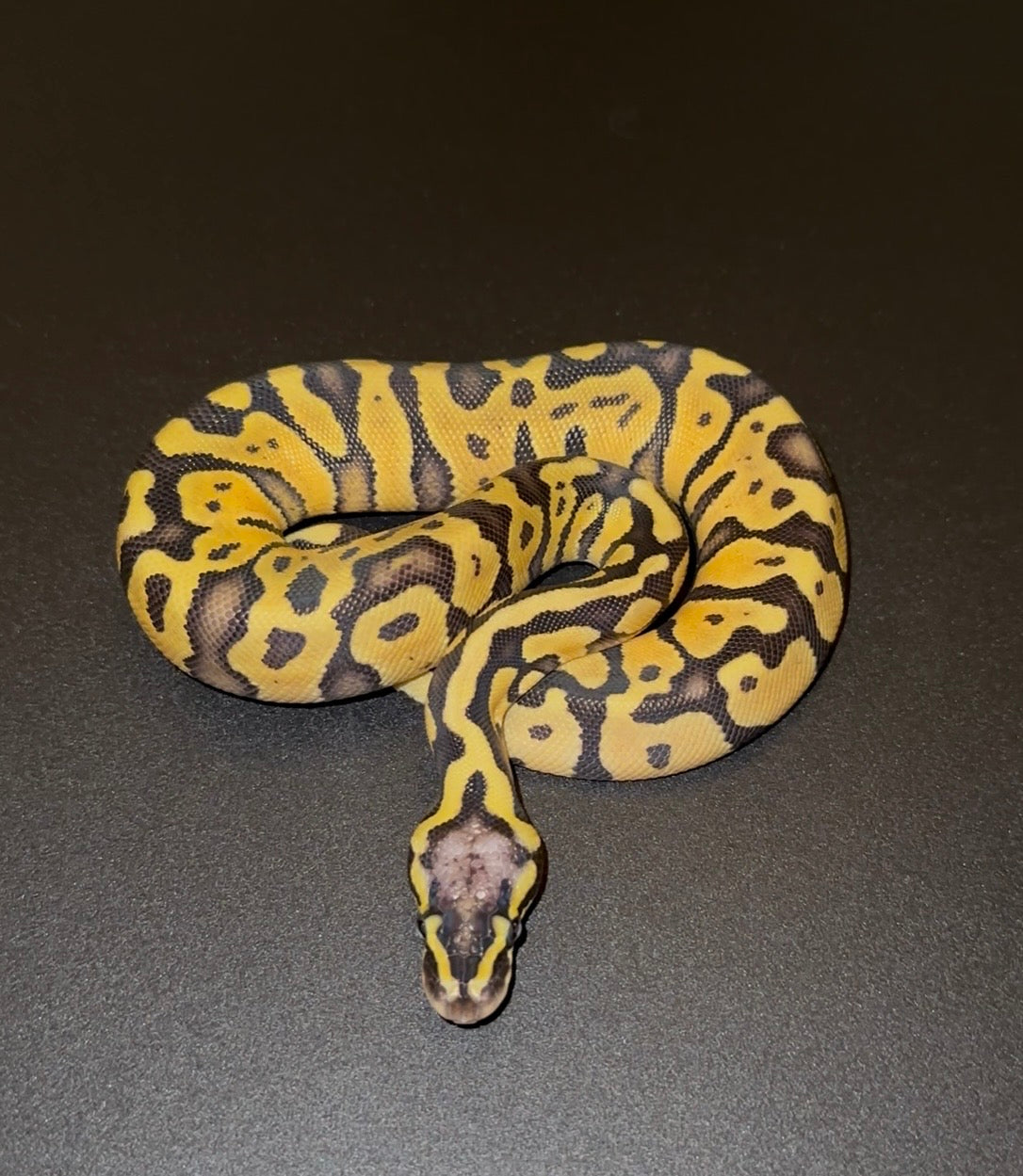 Pastel + 50% het Puzzle hembra