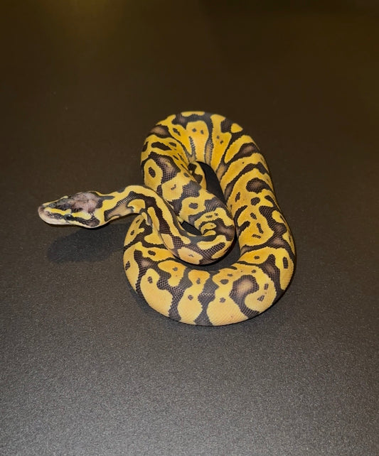 Pastel + 50% het Puzzle hembra