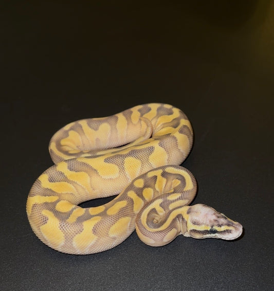 Super Pastel Lesser Fire Enchi YB OD 50% het Puzzle hembra