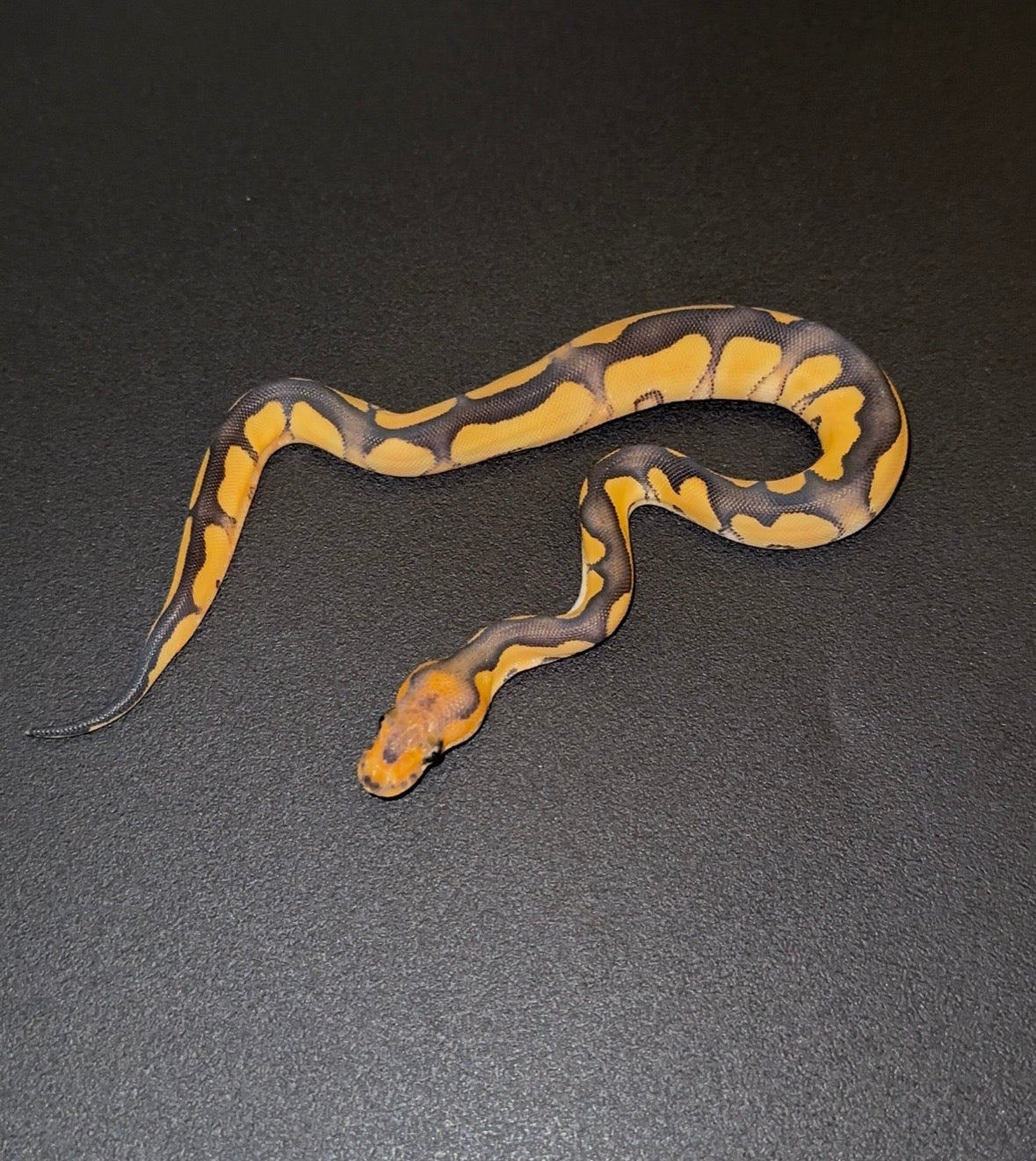Desert Ghost Enchi Black Pastel Clown hembra poss YB