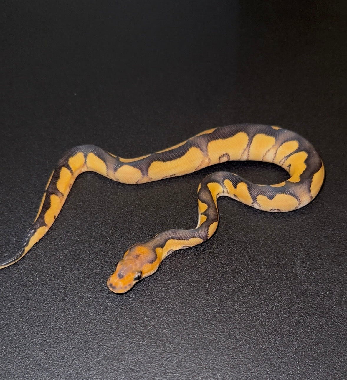 Desert Ghost Enchi Black Pastel Clown hembra poss YB