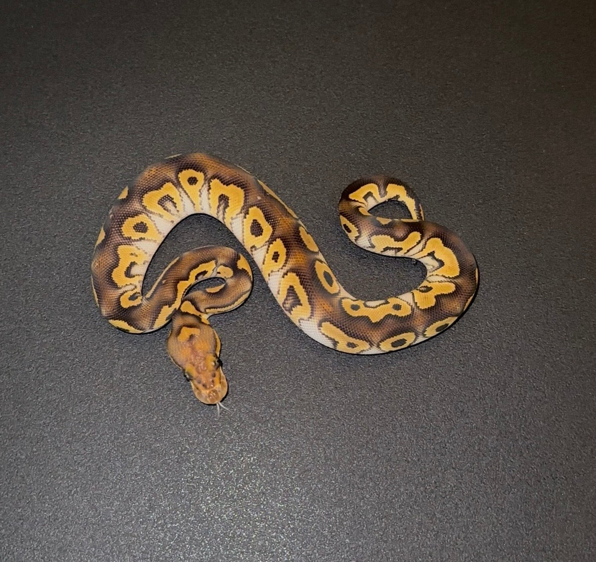 Hurricane YB Mystic Clown macho