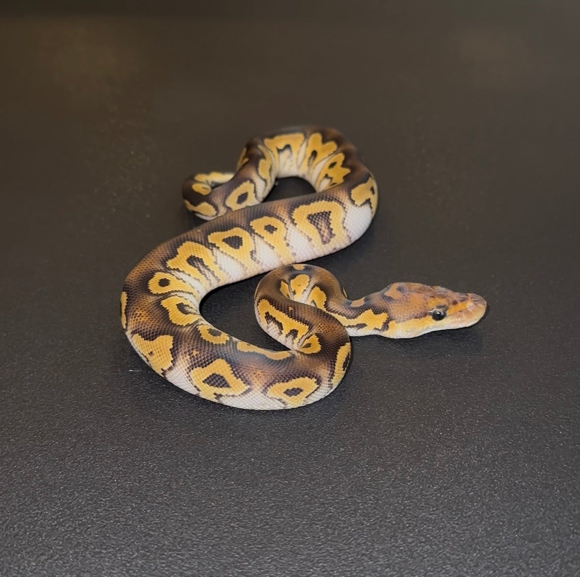Hurricane YB Mystic Clown macho