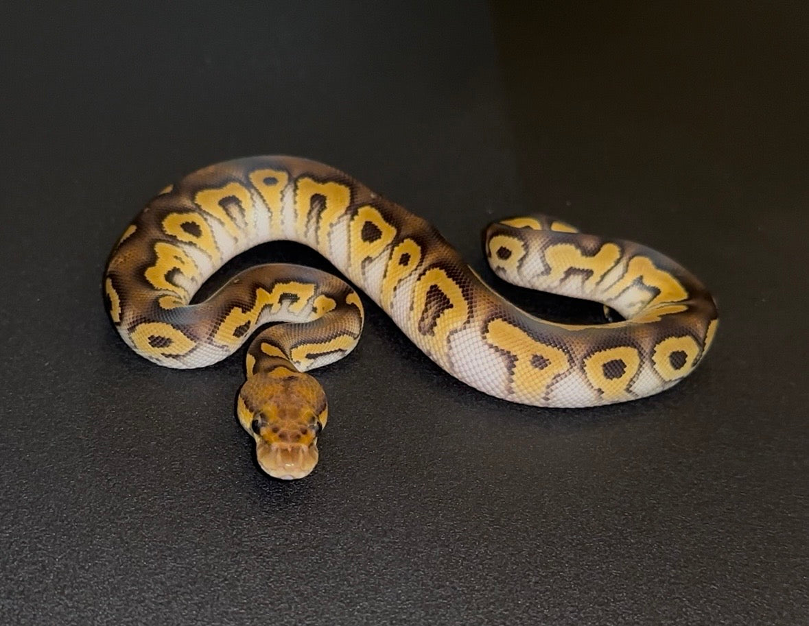 Hurricane YB Mystic Clown macho