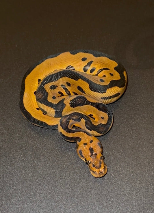 Leopard YB Clown + macho