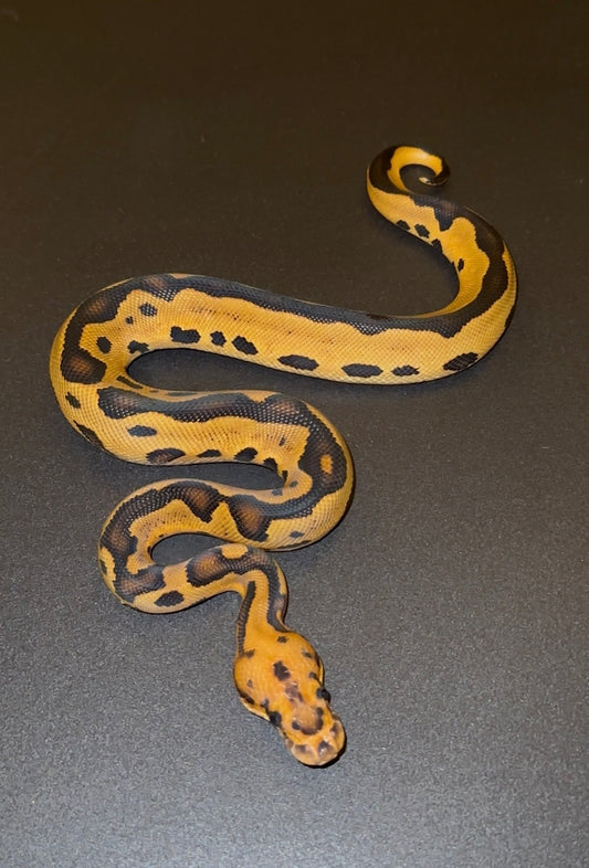 Leopard RS YB? Clown + macho