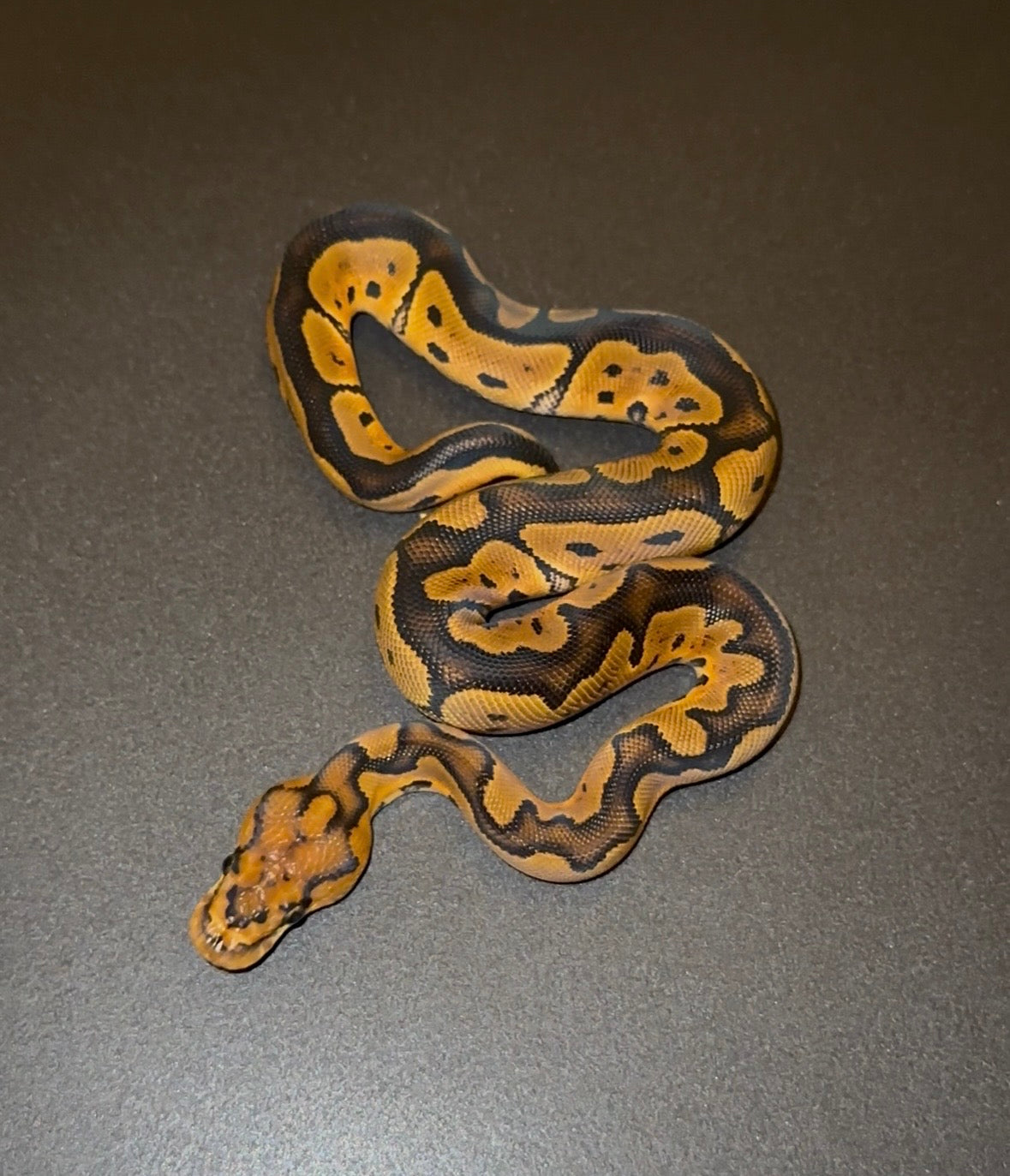Yellow Belly RS? Clown macho