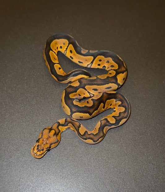 Yellow Belly RS? Clown macho