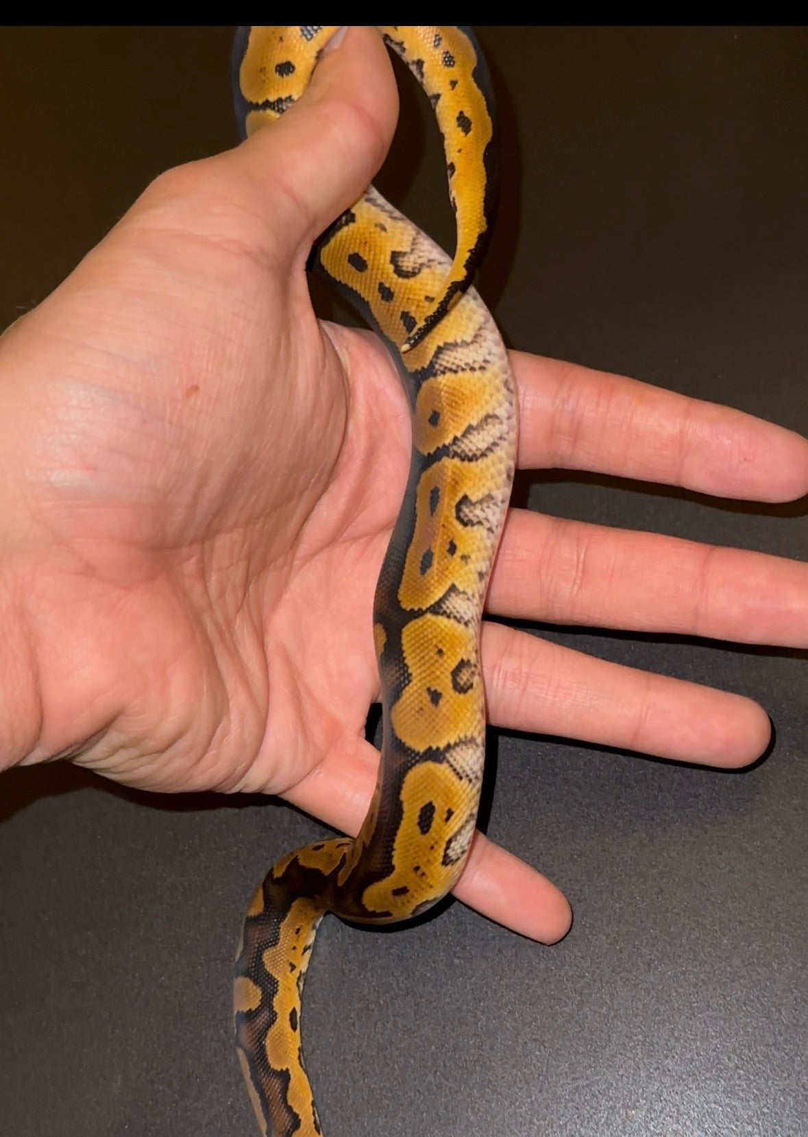 Yellow Belly RS? Clown macho