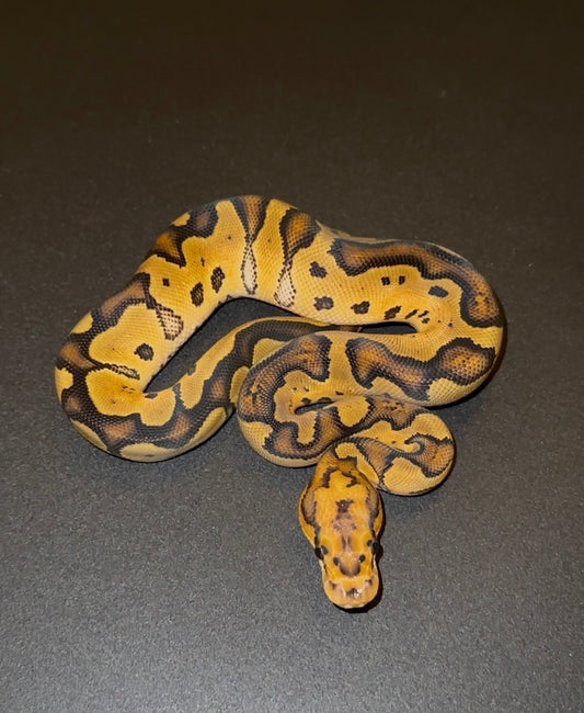 Orange Dream Vanilla Redstripe YB Clown hembra
