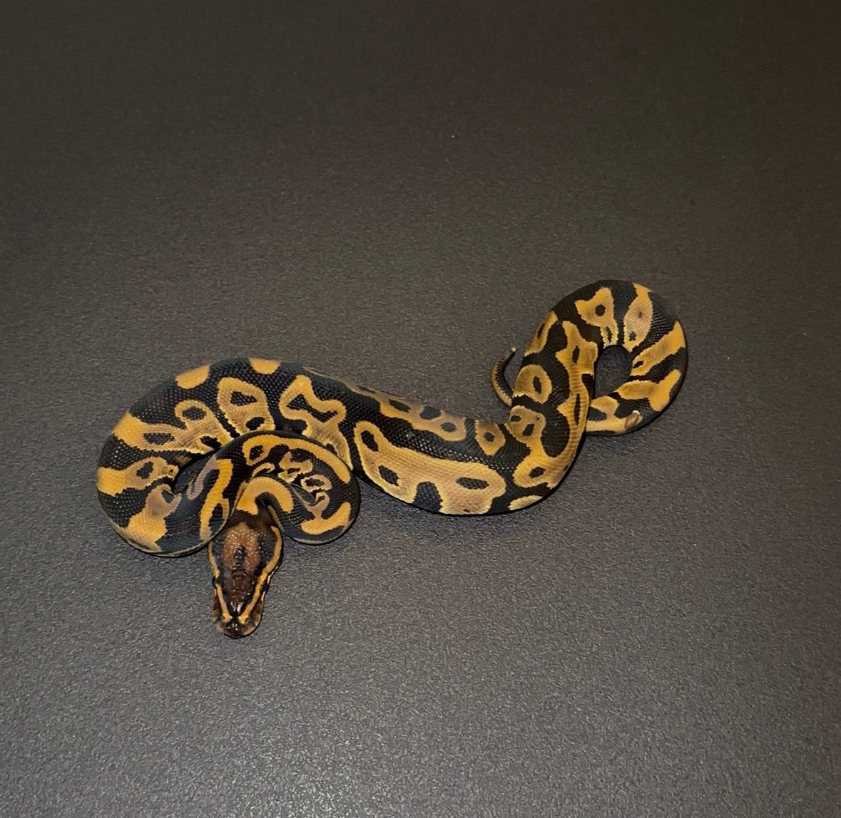 Leopard het Clown macho