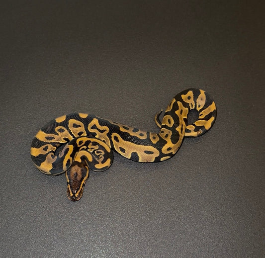 Leopard het Clown macho