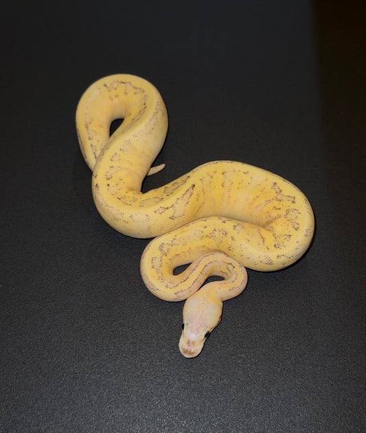 Pastel Fire Pinstripe YB Hembra