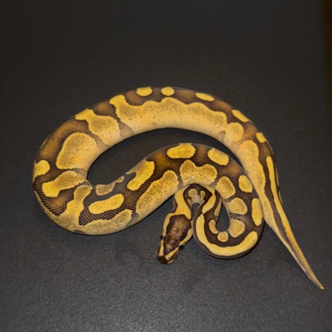 Enchi Calico hembra juvenil (400 gramos)