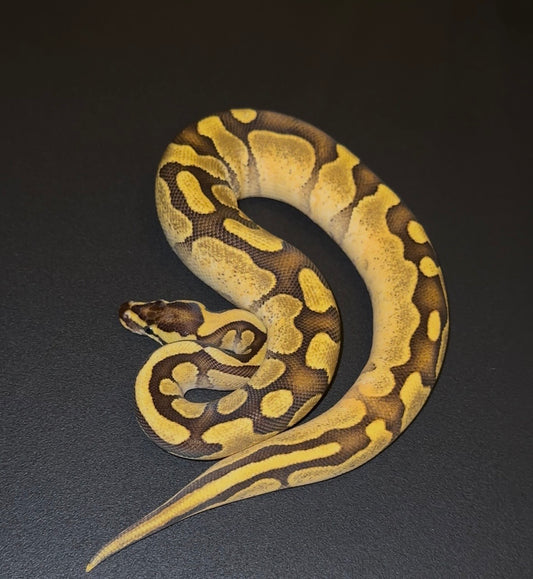 Enchi Calico hembra juvenil (400 gramos)
