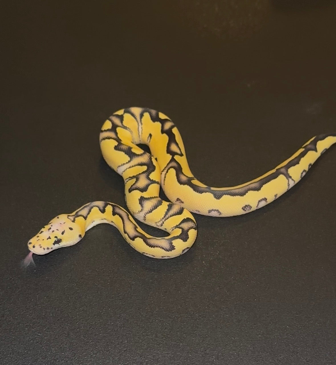 Desert Ghost Clown Stranger Enchi Vanilla Pastel macho (preventa)
