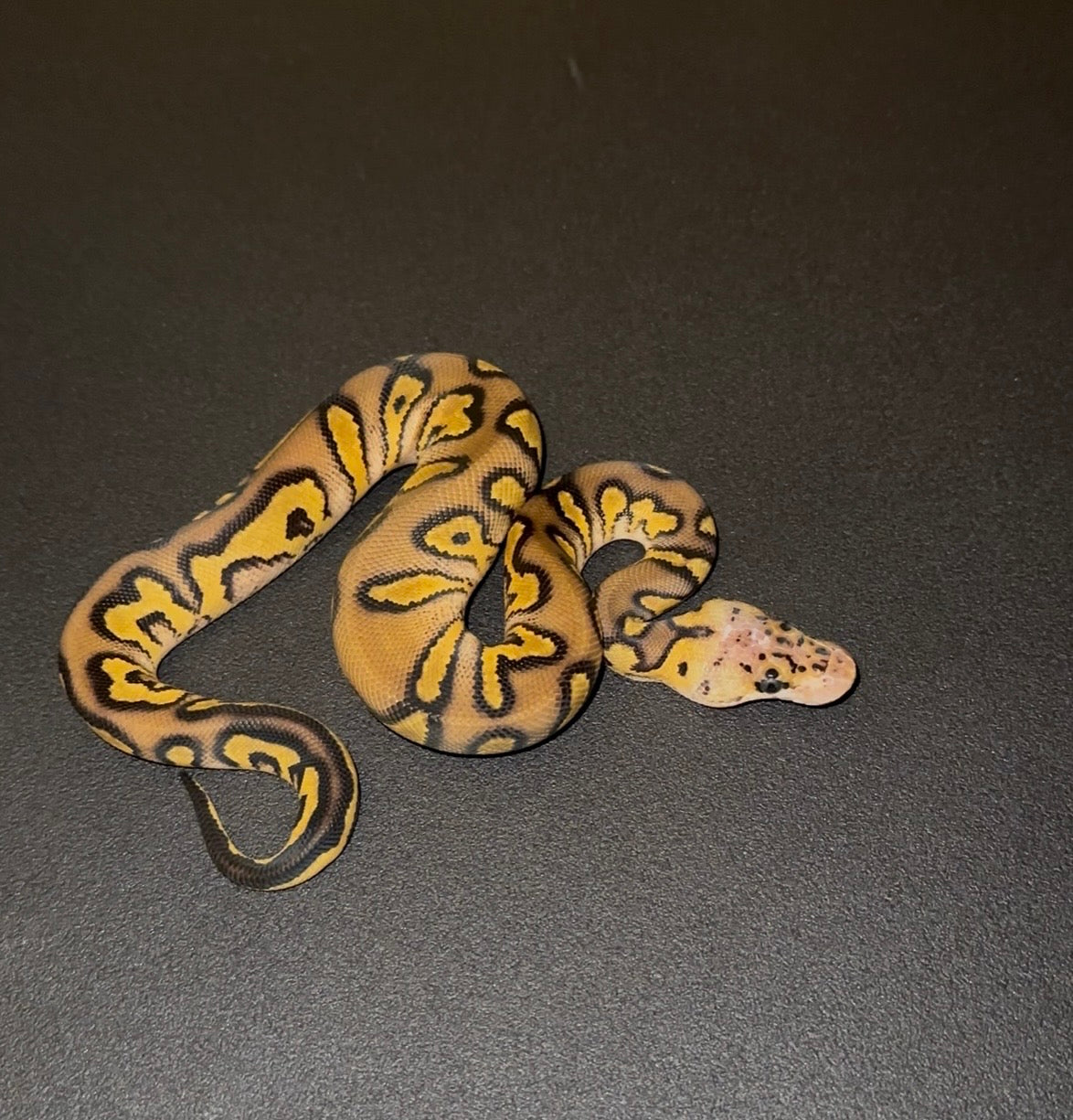 Stranger Redstripe Pastel Clown 66% het DG macho (preventa)