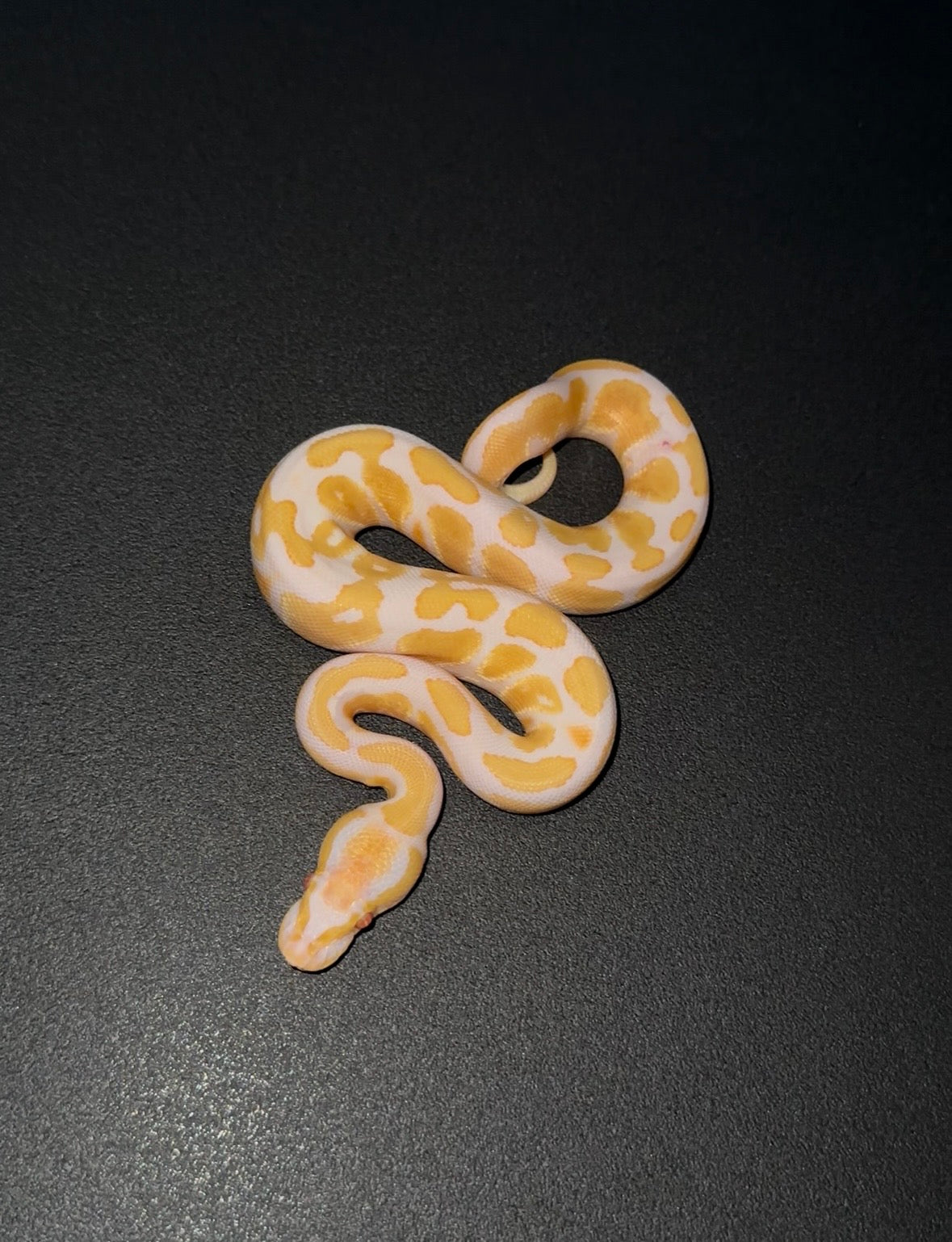 Candy YB Fire ph Pied macho (preventa)