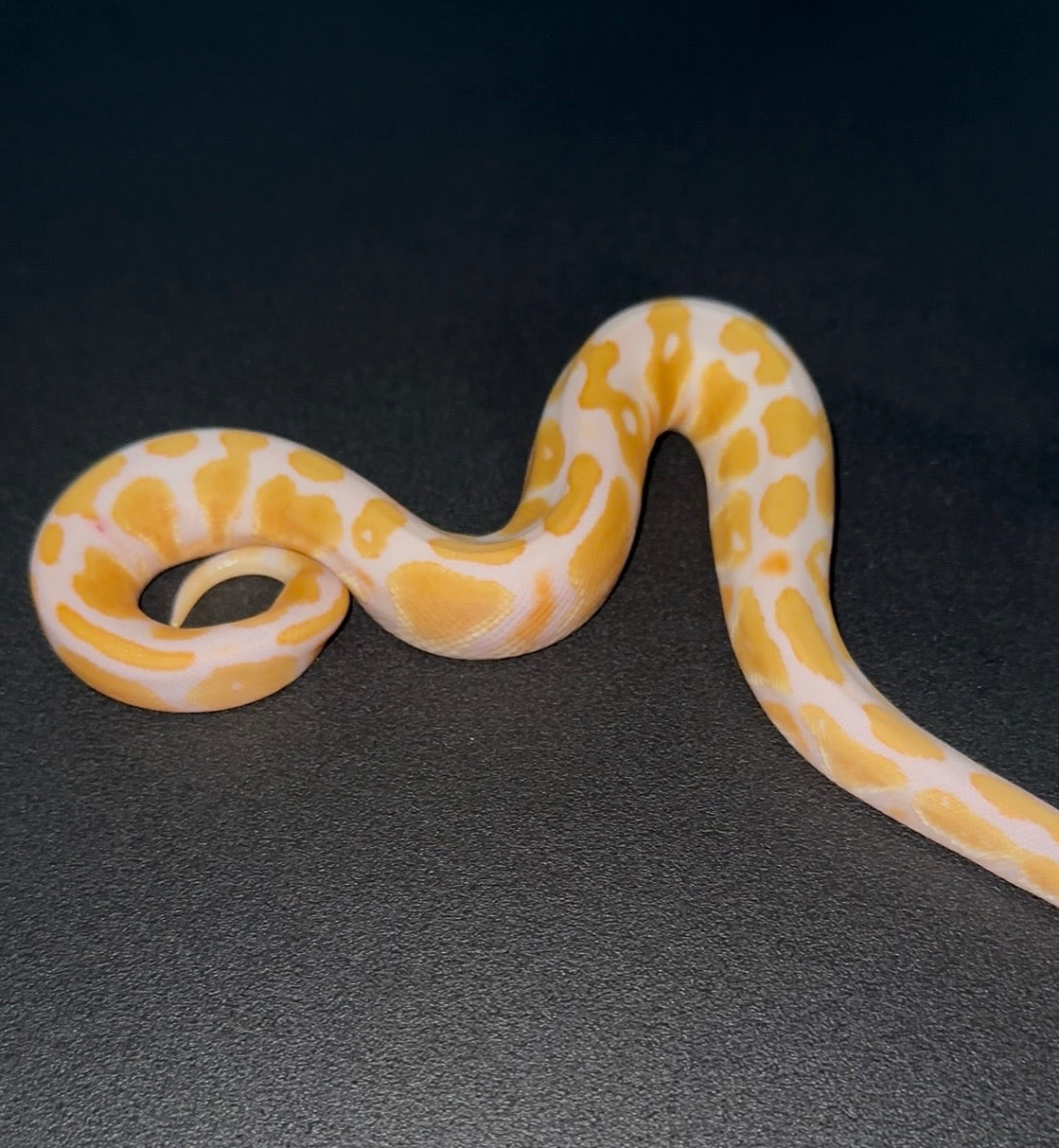 Candy YB Fire ph Pied macho (preventa)
