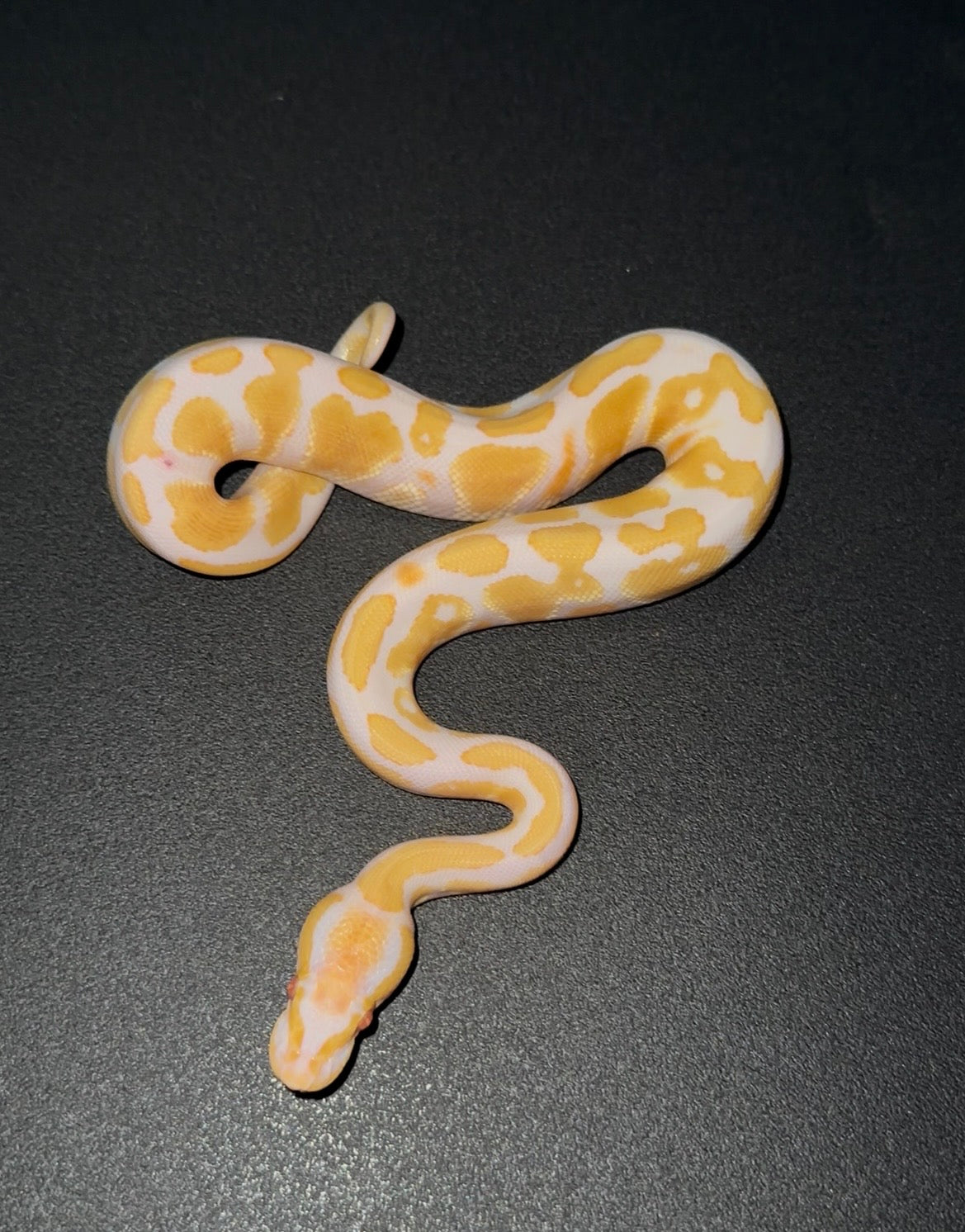 Candy YB Fire ph Pied macho (preventa)