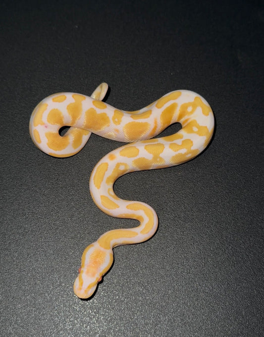 Candy YB Fire ph Pied macho (preventa)