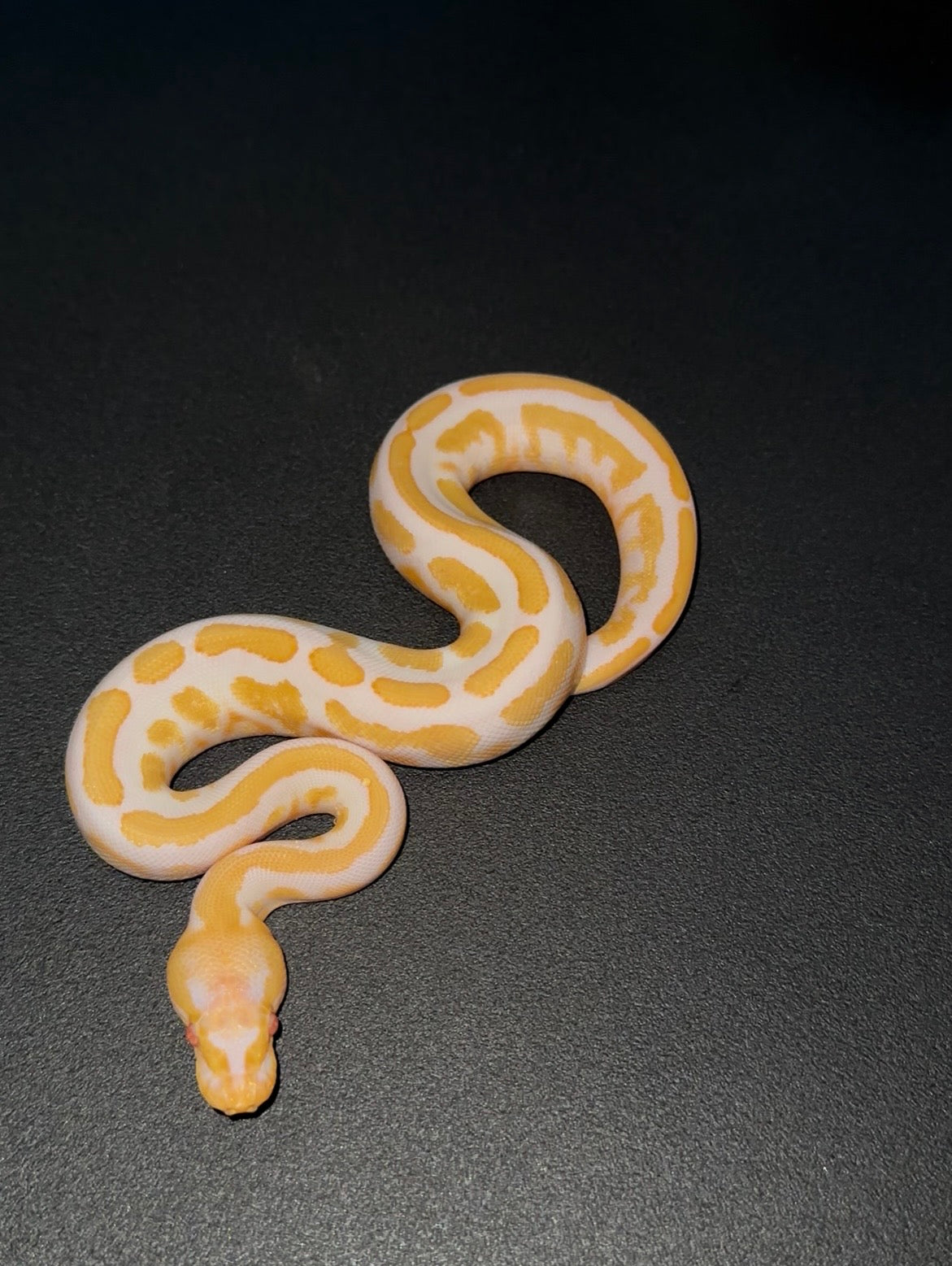 Candy Vanilla Mahogany YB ph Pied macho (preventa)