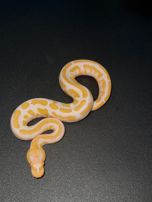 Candy Vanilla Mahogany YB ph Pied macho (preventa)