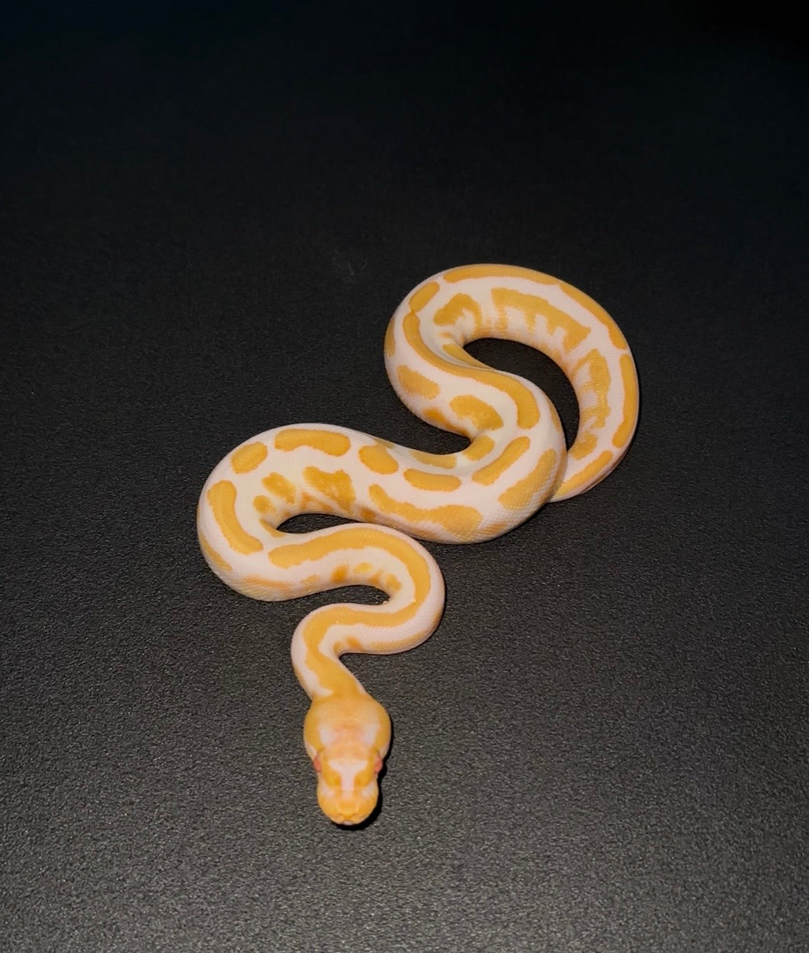 Candy Vanilla Mahogany YB ph Pied macho (preventa)
