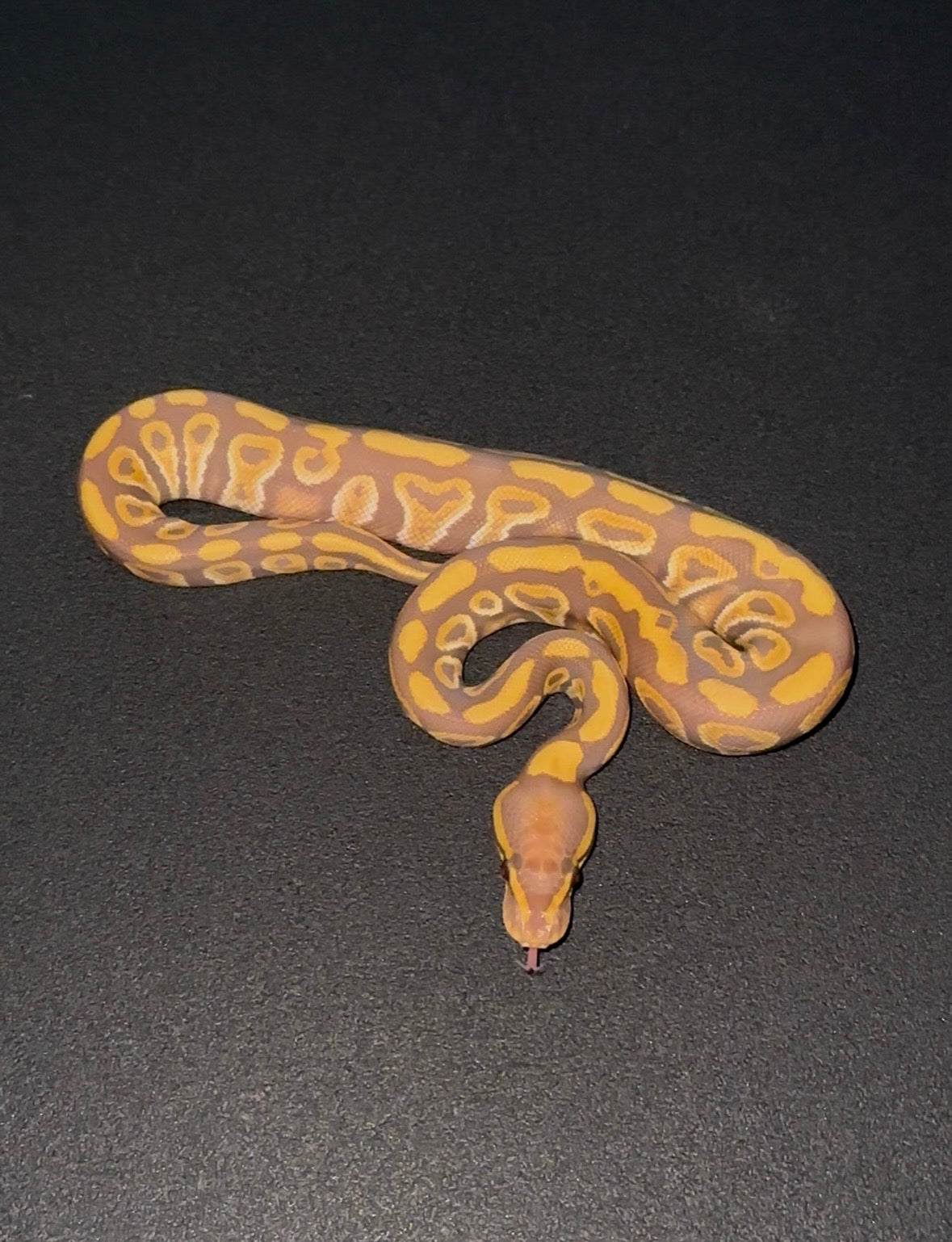 Ultramel Mojave/Mystic Specter poss Blackhead het Clown hembra (preventa)